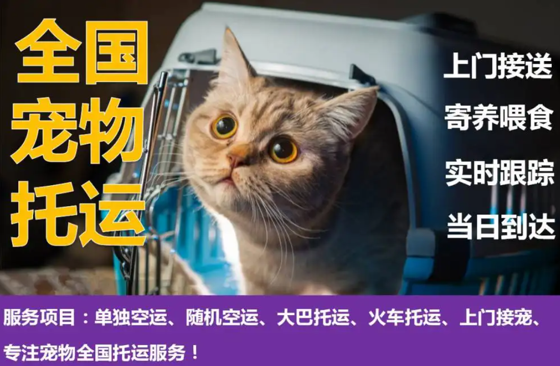 埃及貨貨運(yùn)代理 埃及國際物流公司  埃及進(jìn)出口報(bào)關(guān)公司 埃及國際貨運(yùn)代理有限公司